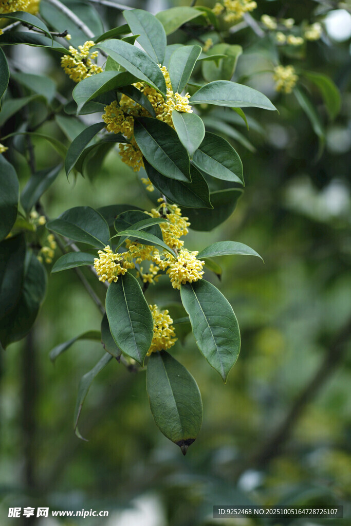  桂花