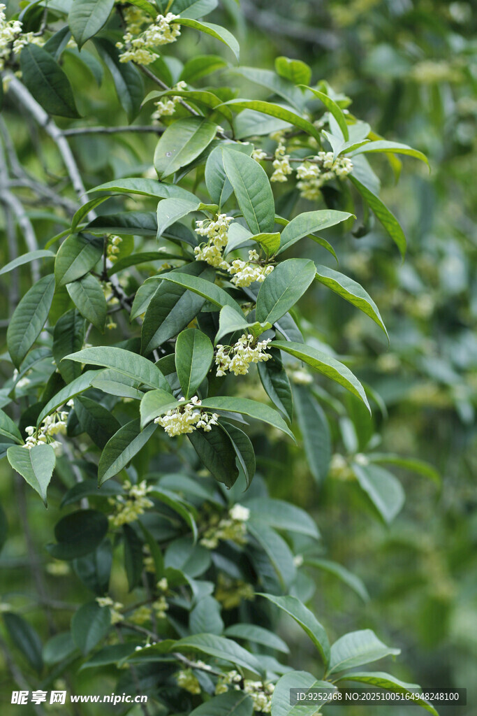 桂花枝 