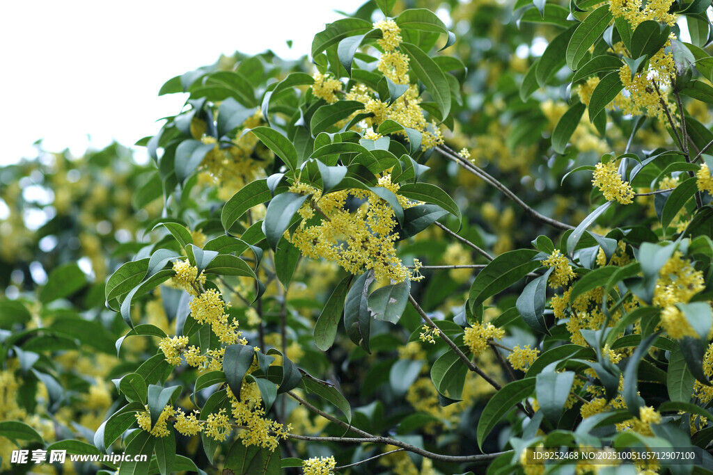 桂花林 