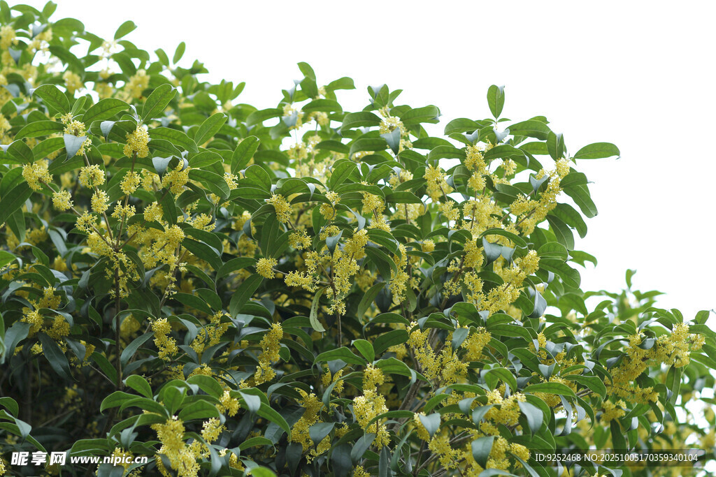  树冠 花枝