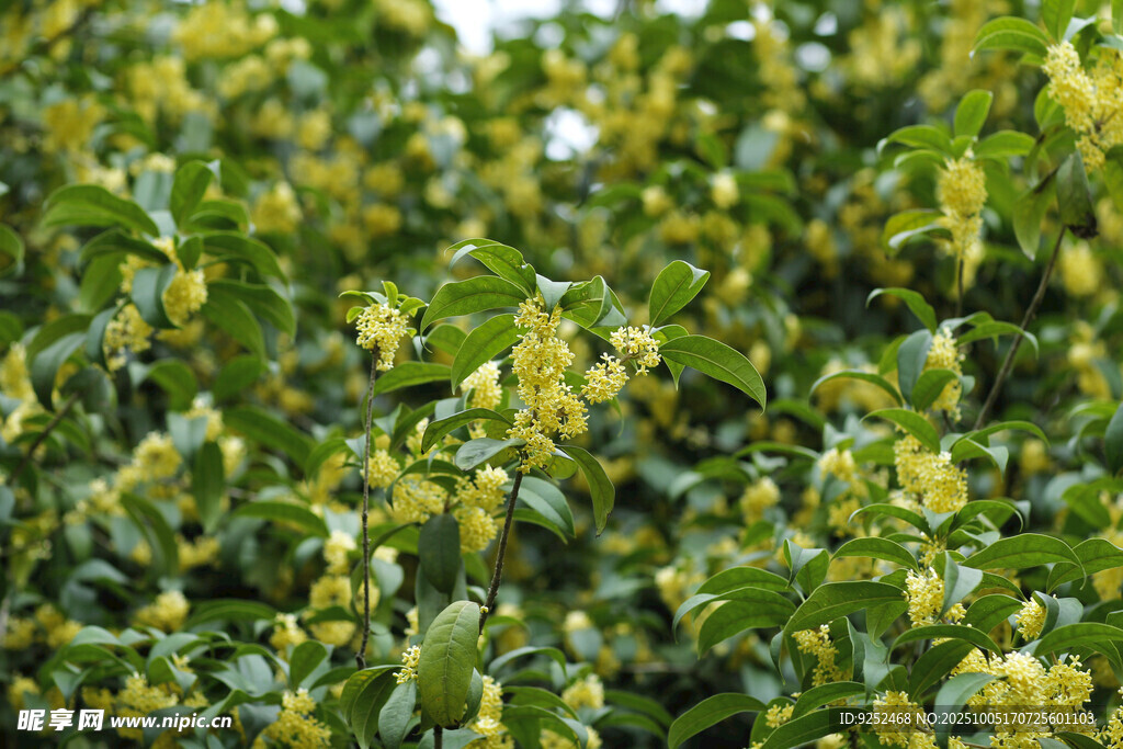 桂花枝 