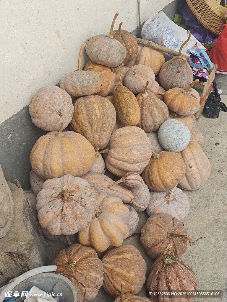 地上堆着多彩南瓜