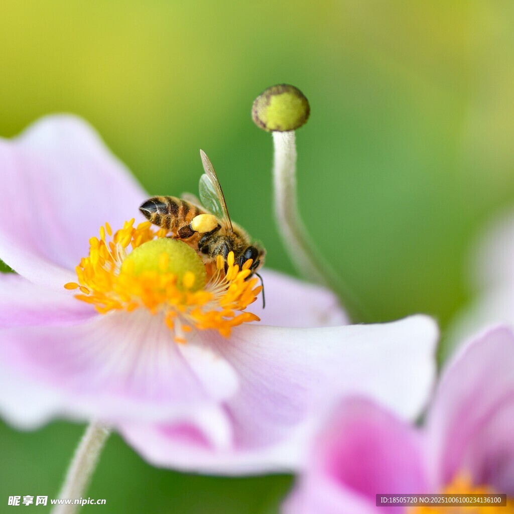 蜜蜂采蜜于娇艳花朵间