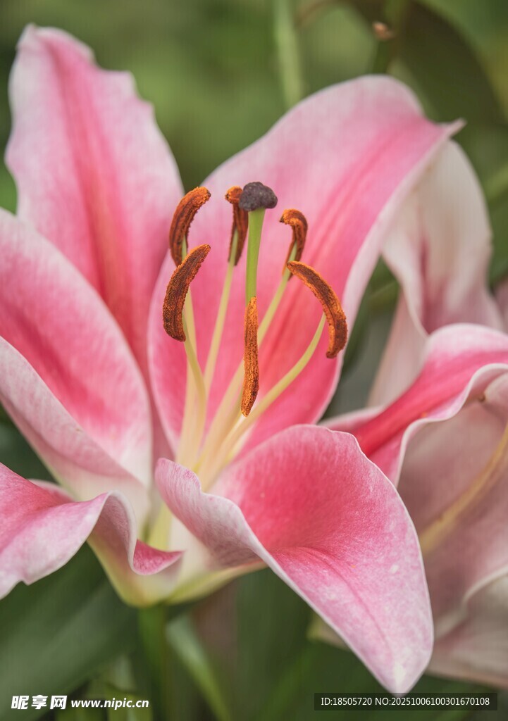 娇艳粉色百合花特写