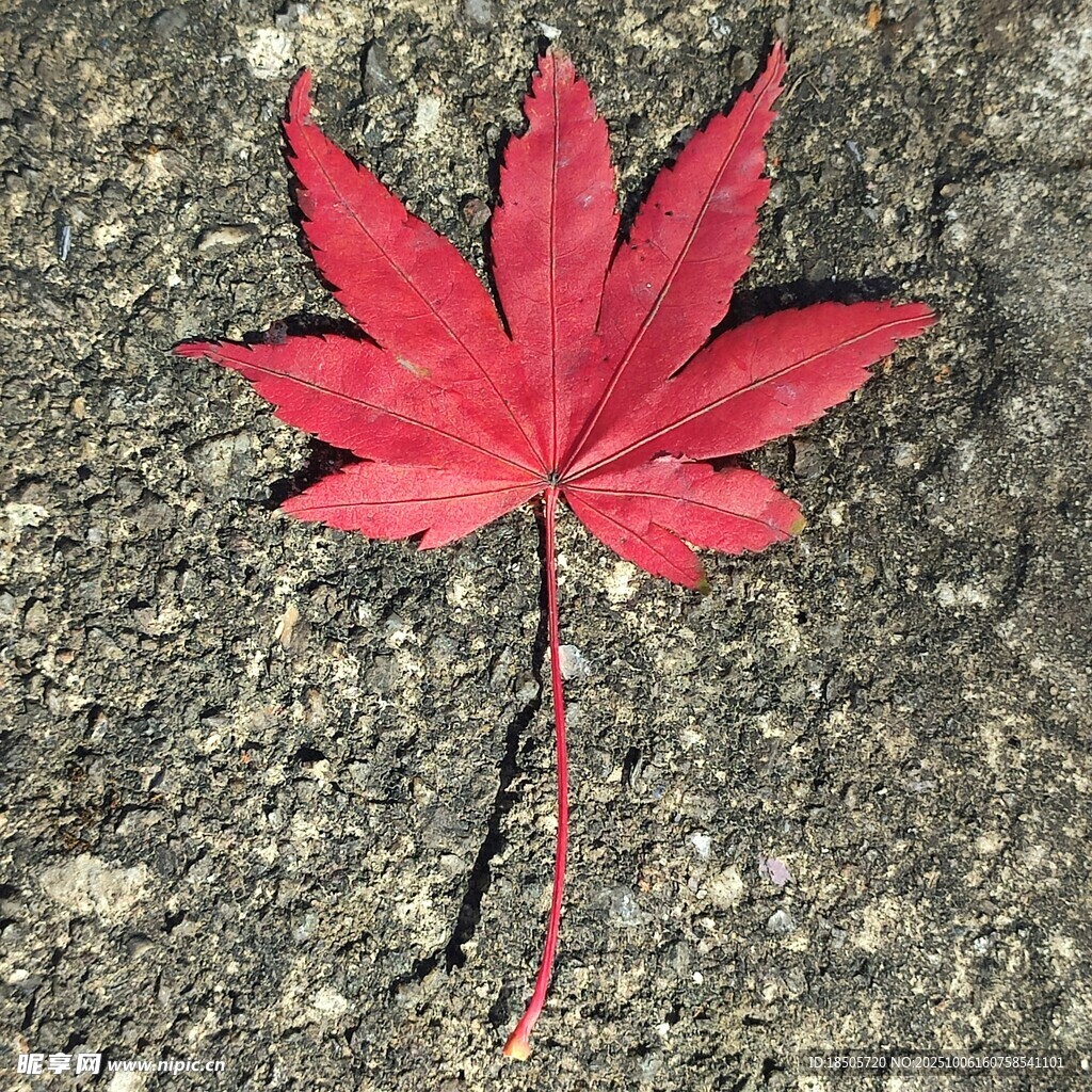 地面上的一片红枫叶