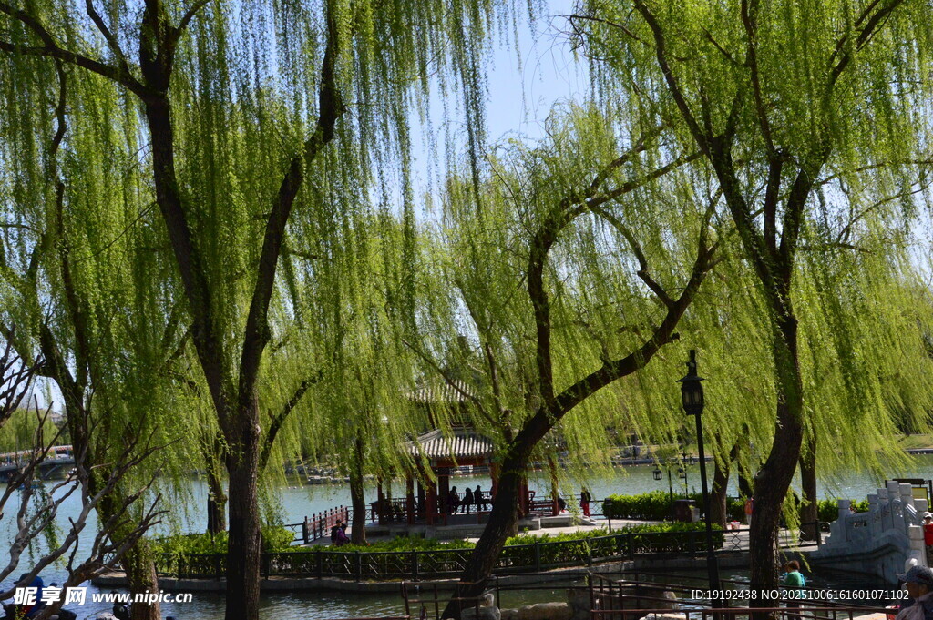 春柳风景  