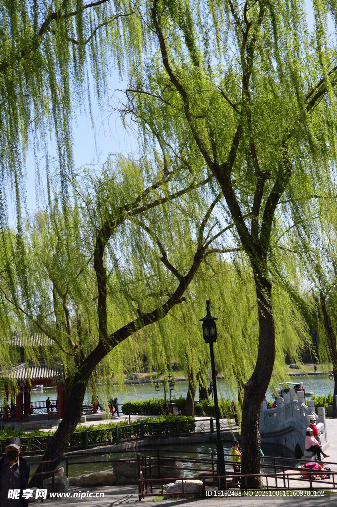 春柳风景 