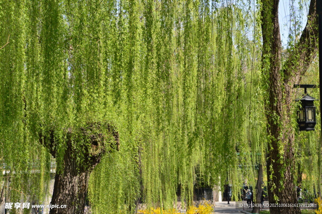 春柳风景  