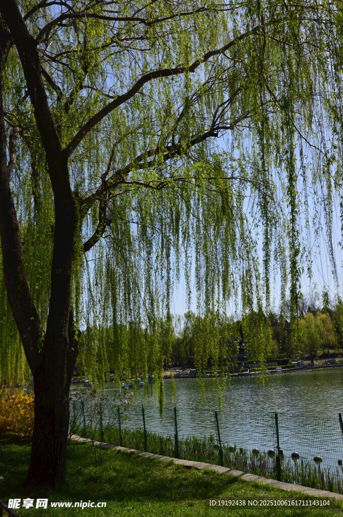 春柳风景  