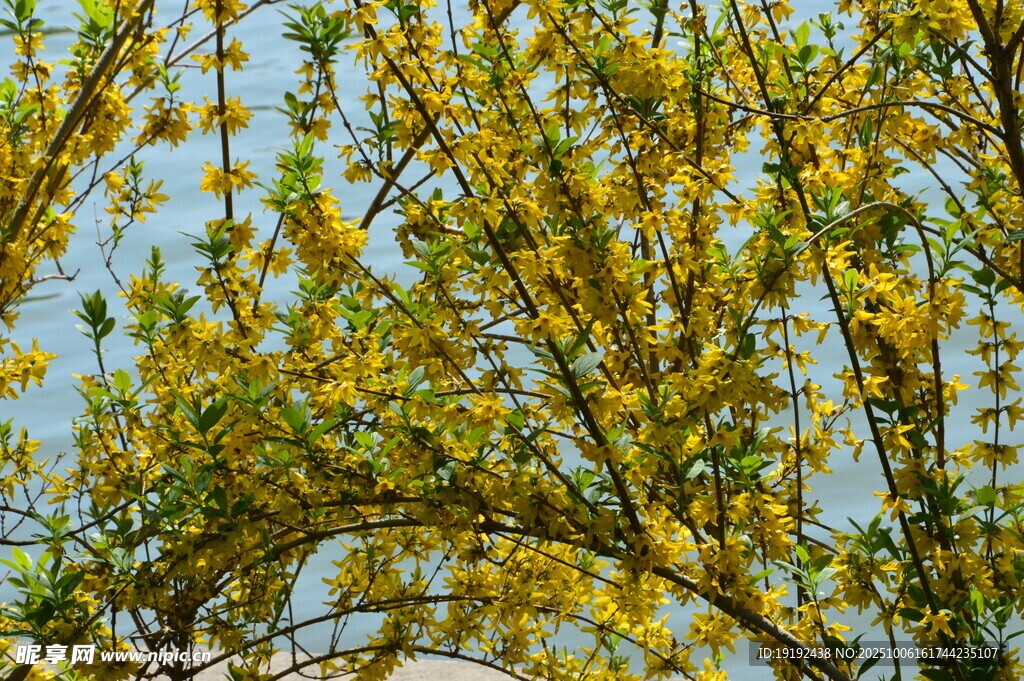 连翘花  