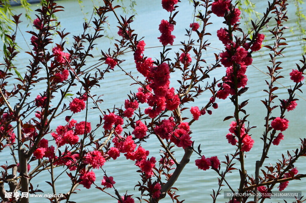 碧桃花 