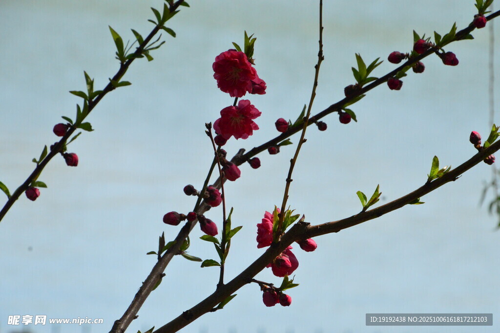 碧桃花  