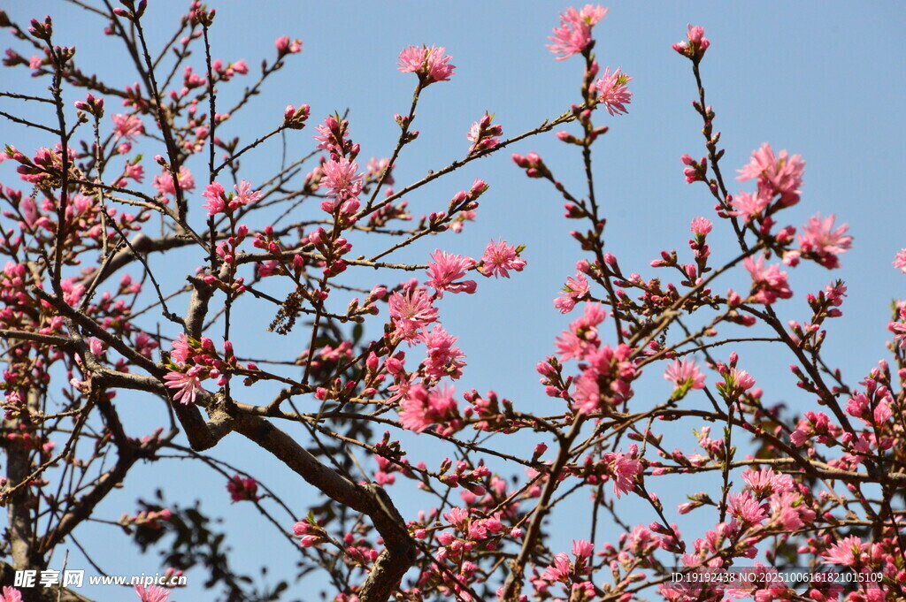 菊花桃  