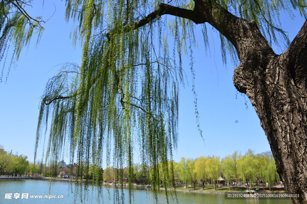 公园风景  