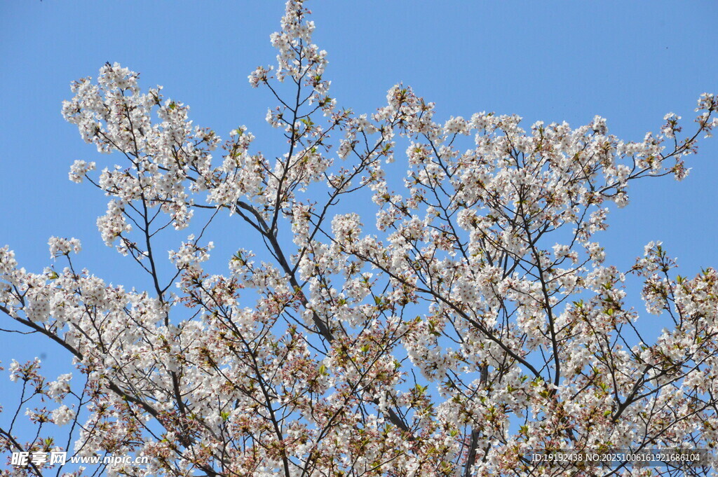 樱花 