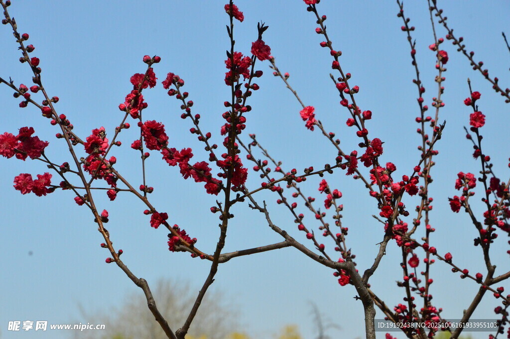 碧桃花  