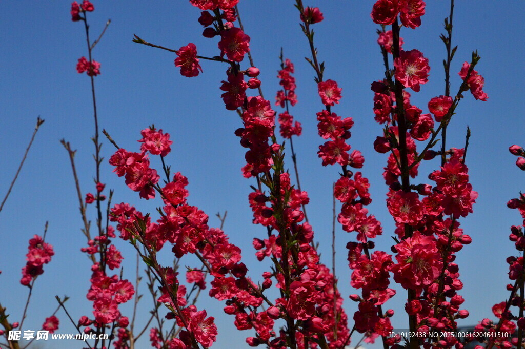 碧桃花 