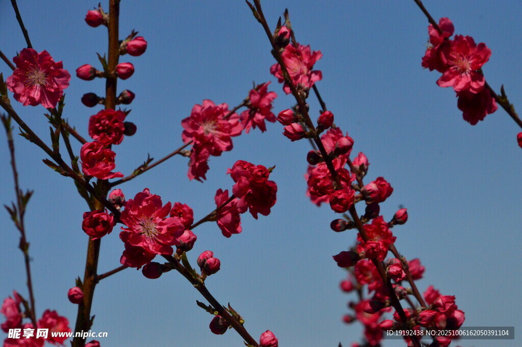 碧桃花 