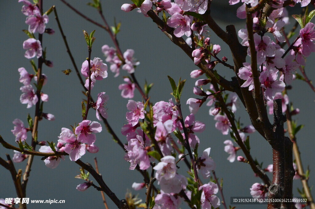 桃花  