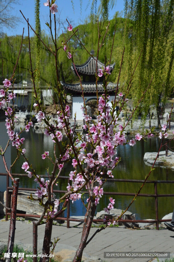 桃花 