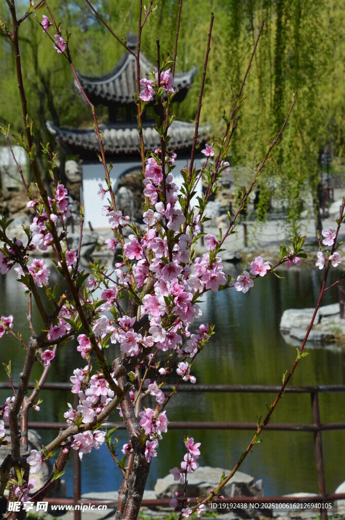 桃花 