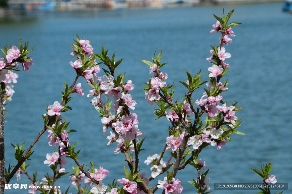 桃花  