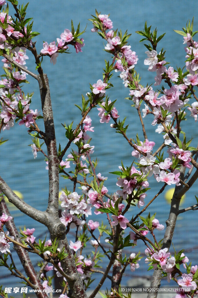 桃花 