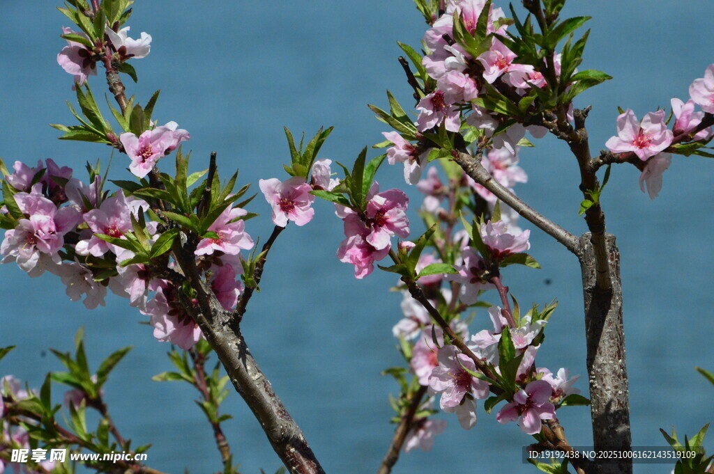 桃花 