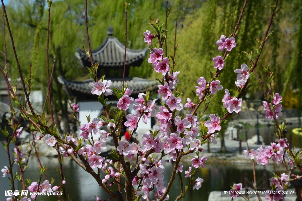 桃花  