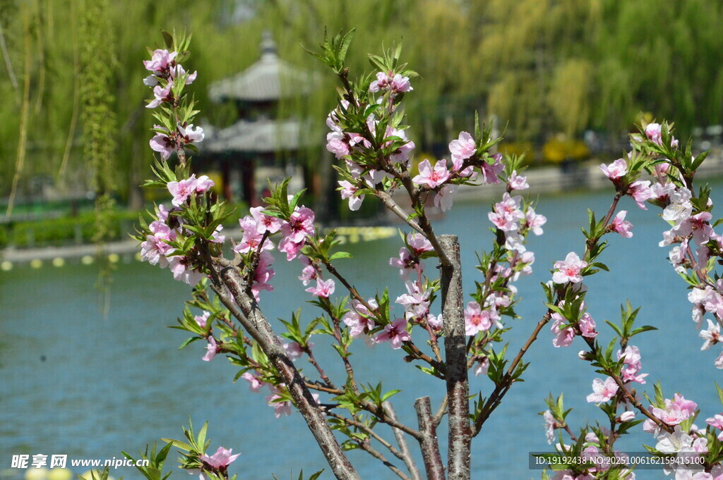 桃花 