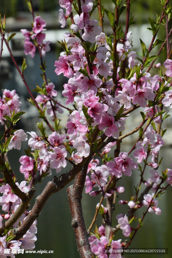 桃花  