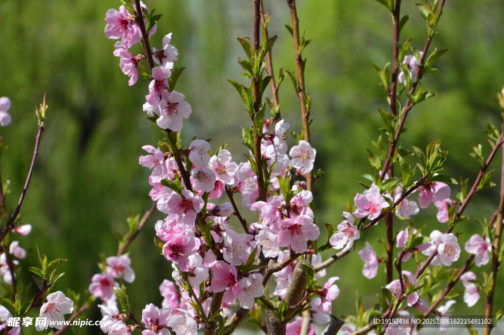 桃花  