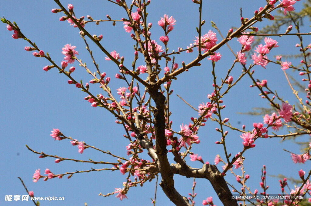 菊花桃 