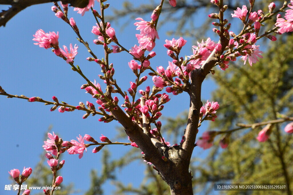 菊花桃  
