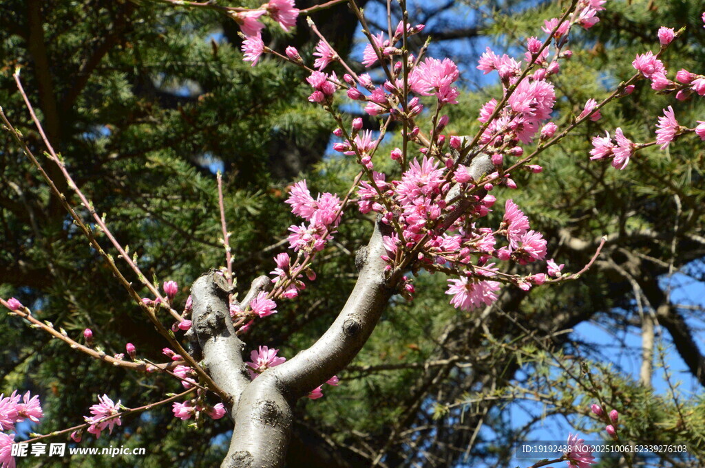 菊花桃  
