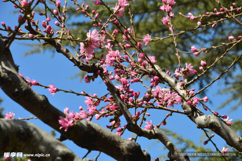 菊花桃 