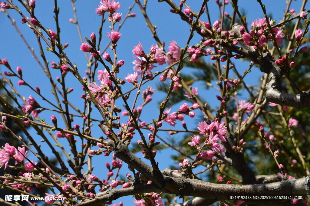 菊花桃  