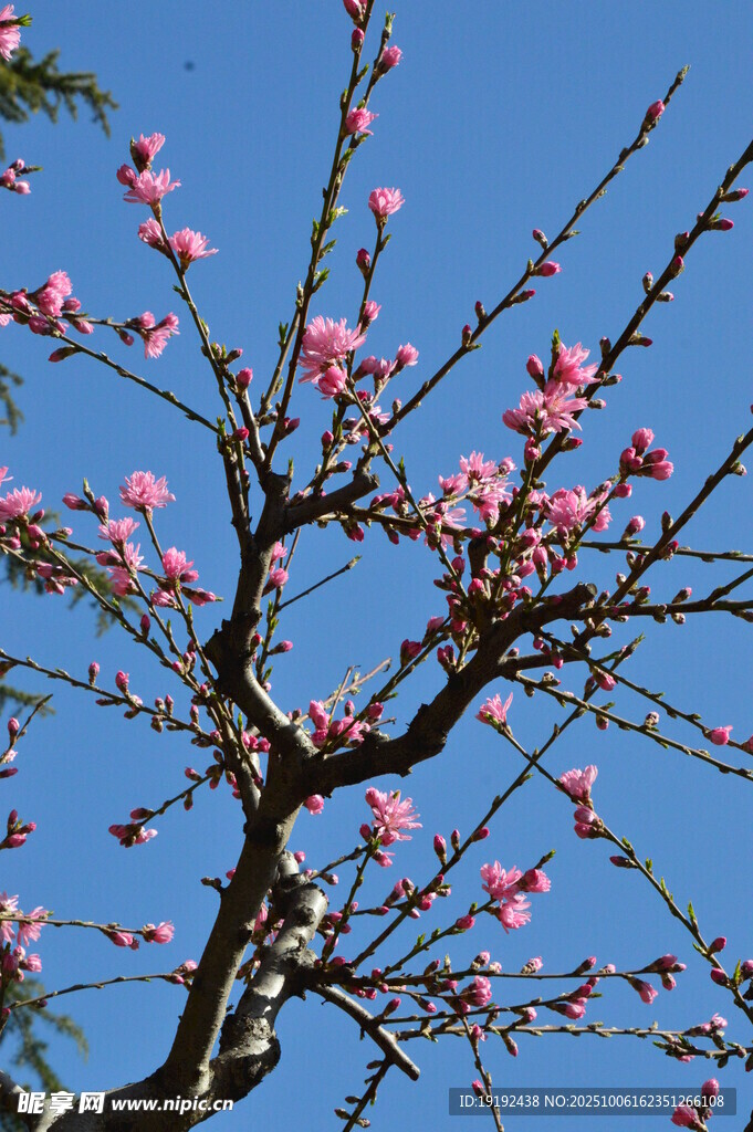 菊花桃  