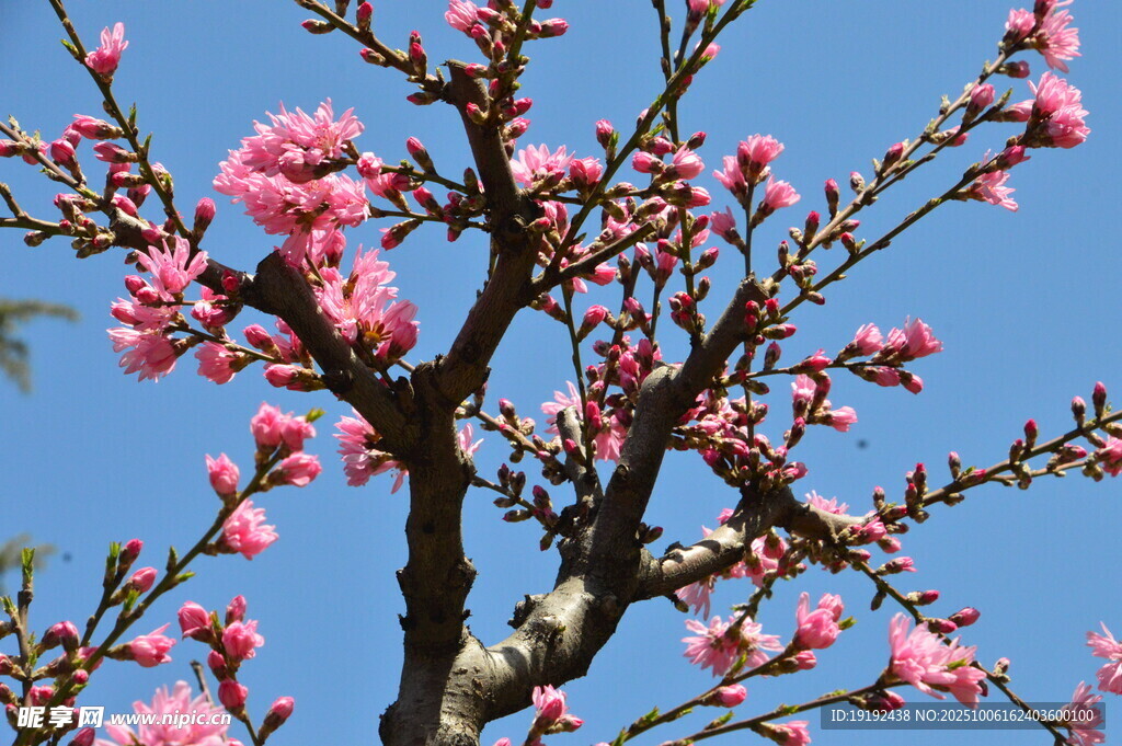 菊花桃  