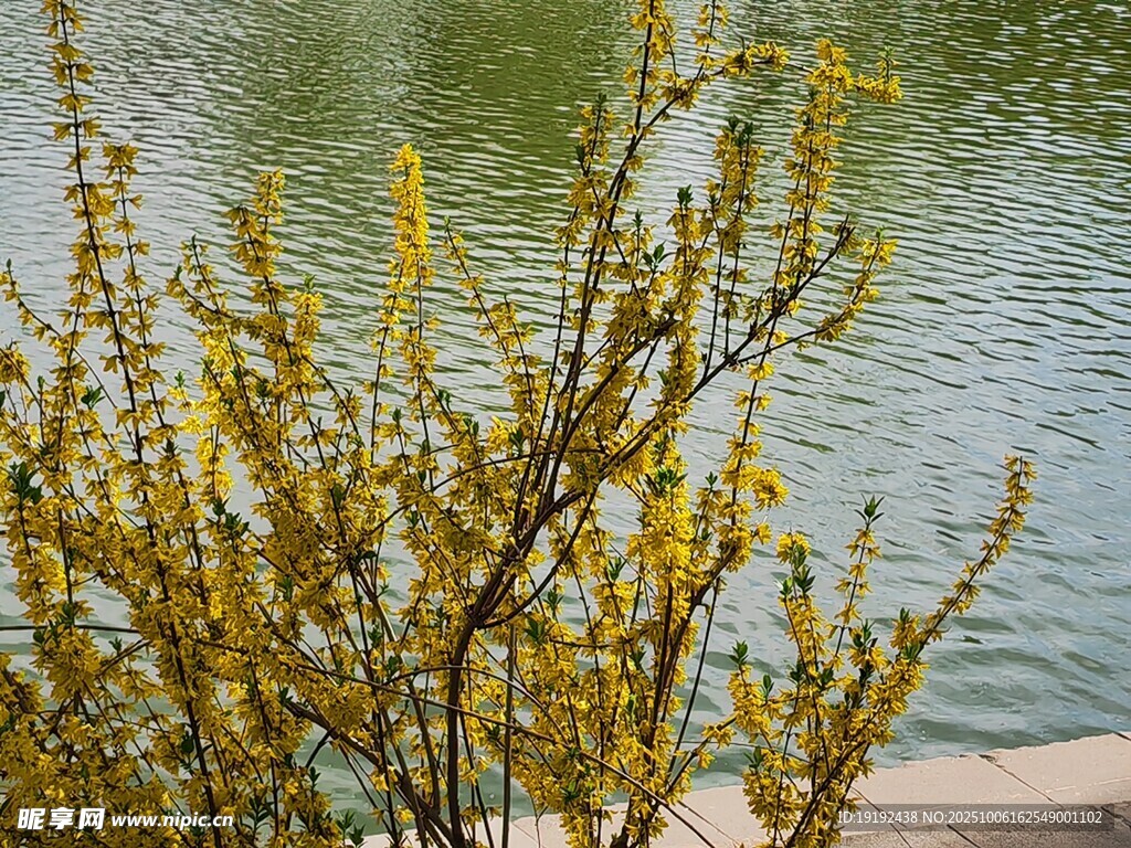 连翘花 