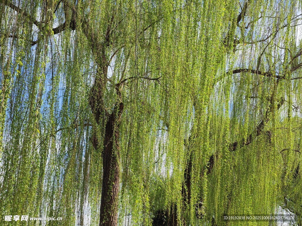 春柳风景 