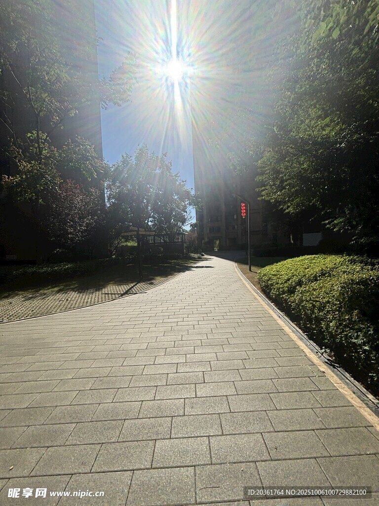 阳光照耀下的林间砖石小径