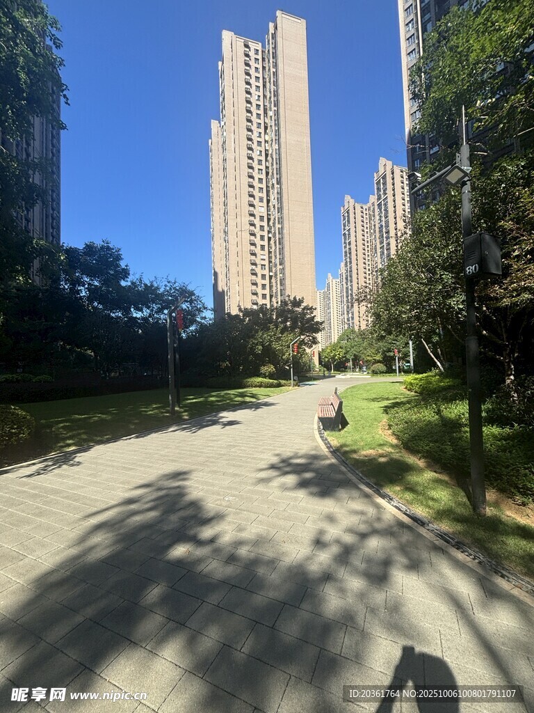 城市林荫小道与高楼景观