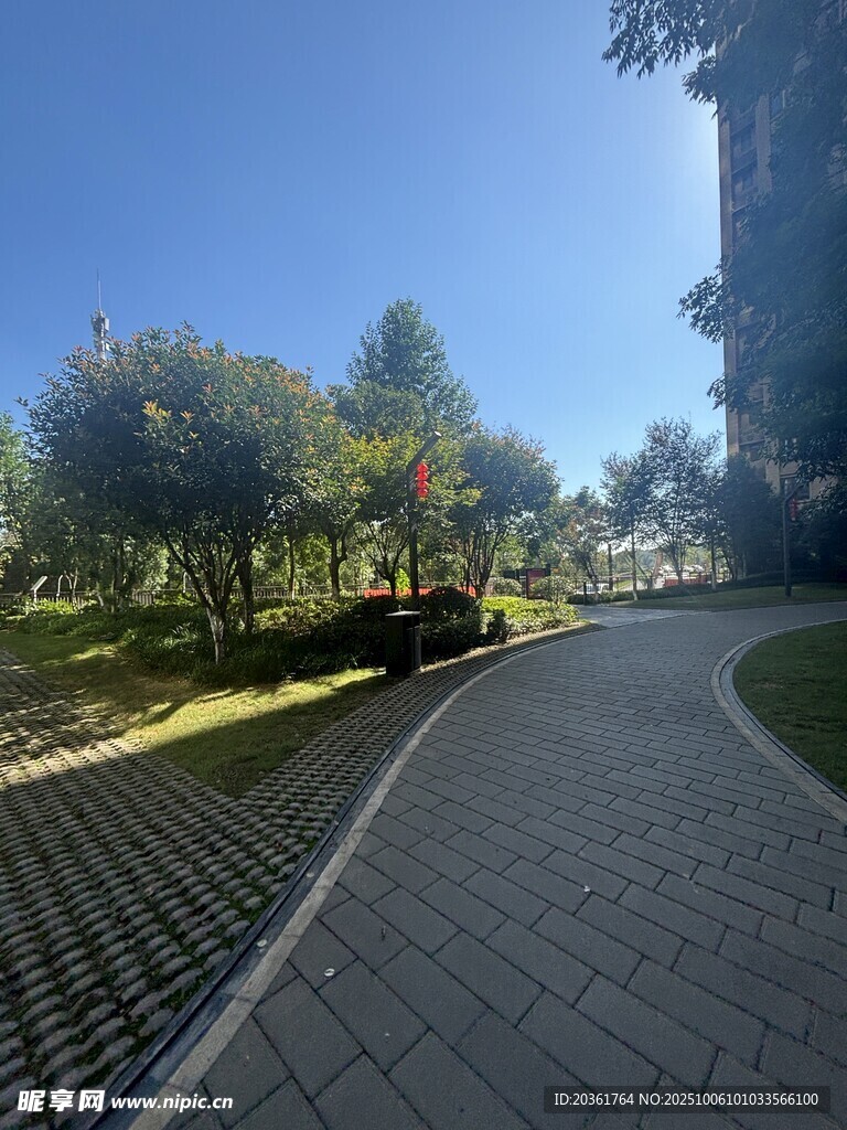 阳光照耀下的林荫步道