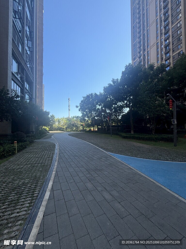 城市中宁静的林荫道路