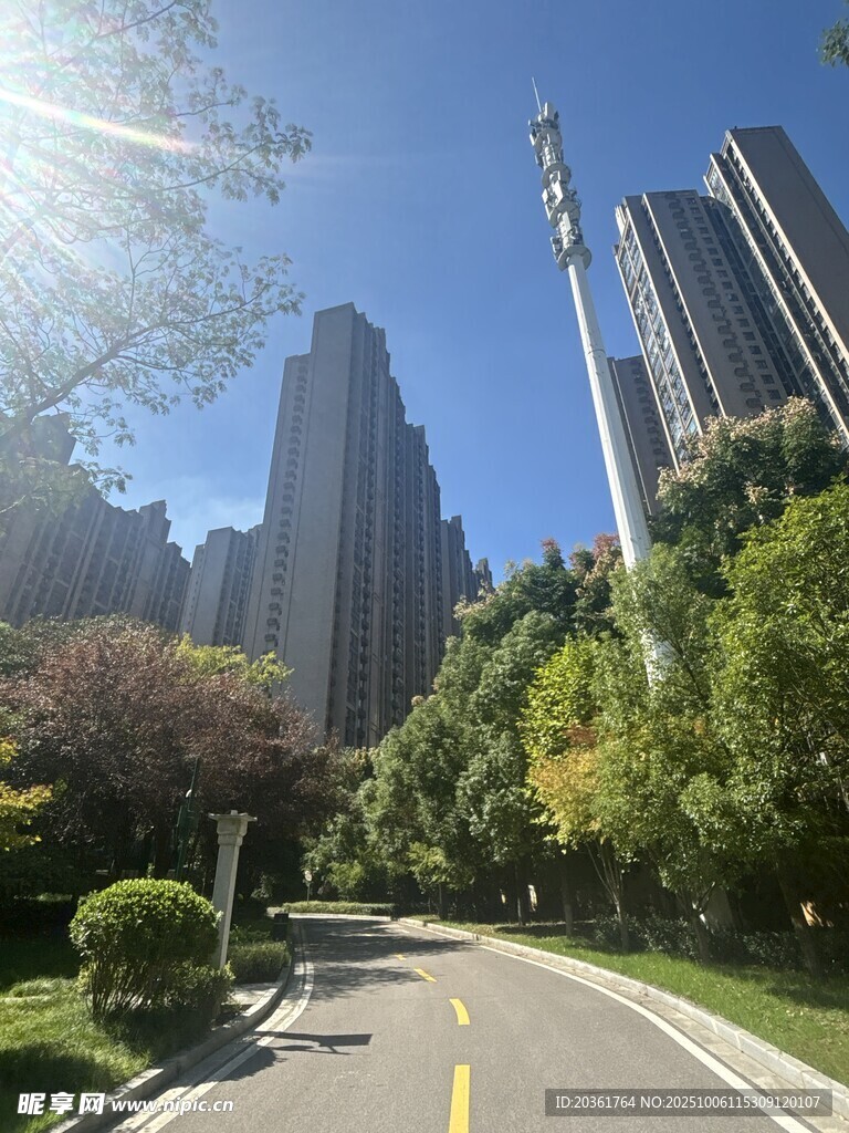 城市林荫路旁的摩天大楼