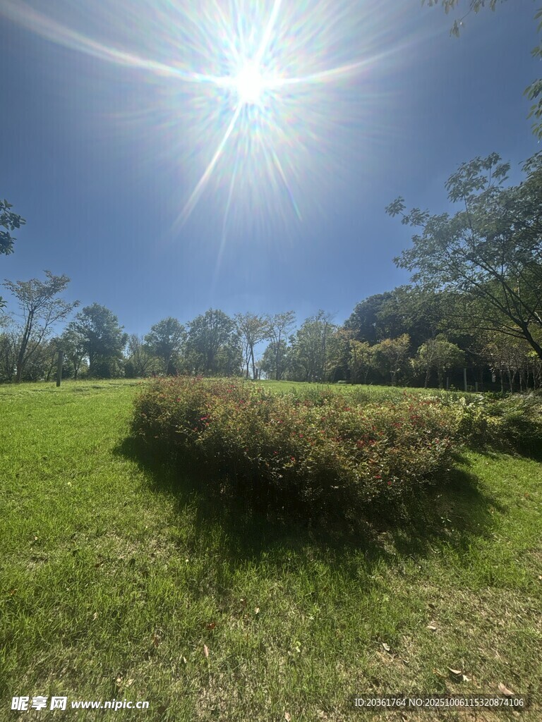 阳光照耀下的翠绿草地