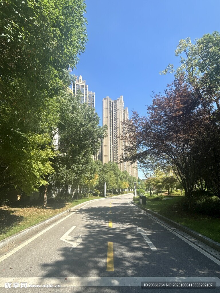 林荫大道旁的高楼景观