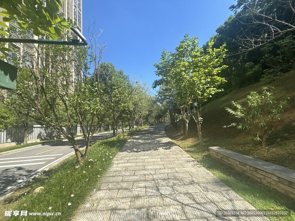 宁静社区中的林荫小道