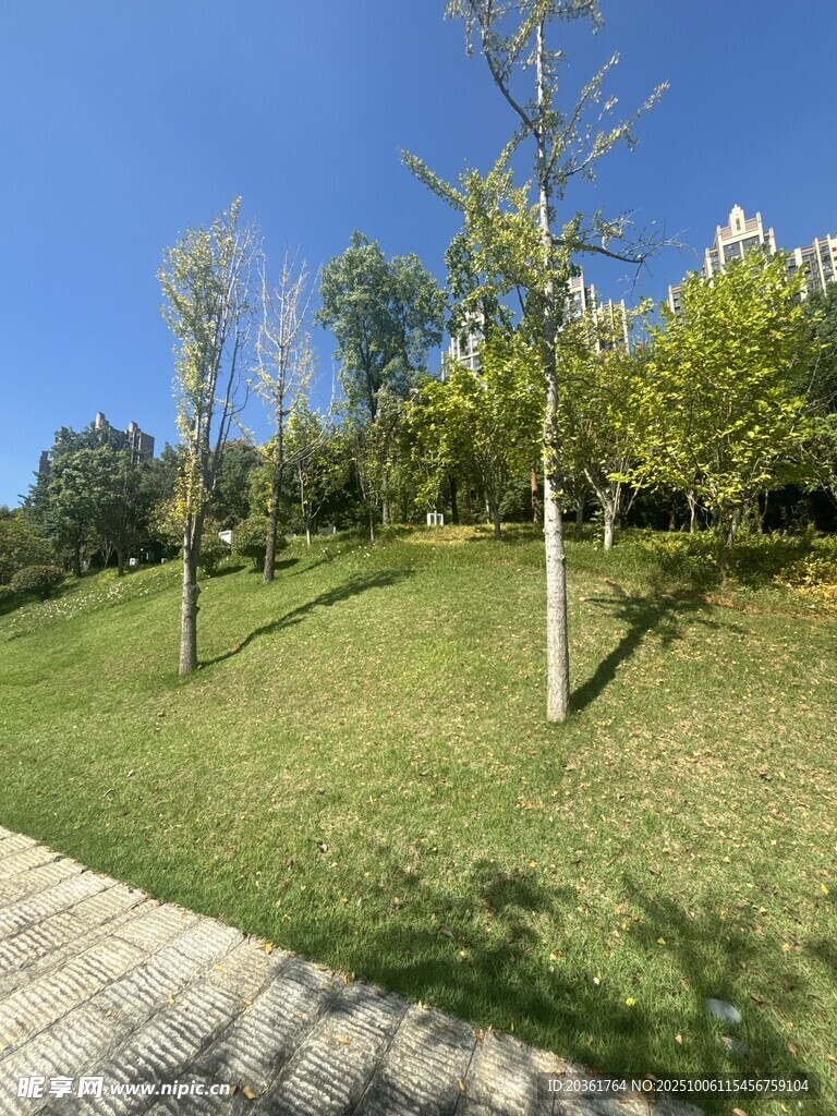 城市绿地中的树木景观